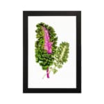 Infidu vintage wall art featuring two intricately detailed green plant leaves, one with a deep pink center, set against a clean white background. hung on the wall on a white background