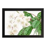 Vintage floral wall art with soft white flowers and green leaves on a white background, framed in black for a classic and elegant touch. hung on the wall