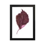 Detailed maroon leaf with pink base on white background, framed in black, vintage botanical wall art. hung on the wall