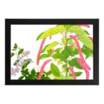 Vintage floral wall art with green leaves and hanging pink flowers on a white background, framed in black for a classic and elegant look. hung on the wall