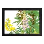 Vintage botanical wall art featuring yellow and purple flowers with green leaves on a white background, framed in black for a classic touch. hung on the wall.