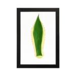 Minimalist green leaf design with yellow outline and dotted edges on white background, framed in black, vintage wall art. hung on the wall