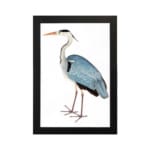 Vintage wall art of a graceful heron with blue and grey feathers on a white background, in a clean and minimalist style. hung on the wall