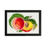 Infidu vintage wall art featuring a classic fruit illustration of a peach, showcasing a whole fruit and a sliced half with a seed, set against a white background with vibrant red, orange, and yellow hues. hung on the wall on a white background