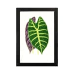 Twin leaf illustration in green and purple on white background, vintage botanical wall art hung on the wall