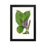 Vintage botanical wall art of green and purple-striped leaves on a white background. hung on the wall