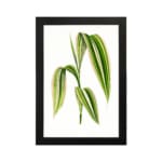 Vintage botanical wall art showing a cluster of long green leaves with cream stripes on a white background. hung on the wall