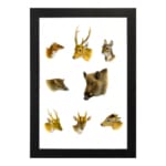 Vintage wall art showing detailed illustrations of deer, wild boar, and forest animals on a white background in natural earthy tones. hung on the wall