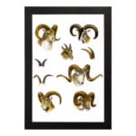 Vintage wall art with detailed ram illustrations in brown, beige, and black, set against a white background, resembling antique natural history prints. hung on the wall