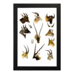 Vintage antelope and deer illustration with detailed wildlife sketches in brown, beige, and black on a white background. hung on the wall