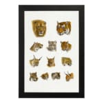 Vintage wild cat illustration featuring lions, tigers, lynxes, and more in a detailed, scientific style on a plain white background. hung on the wall