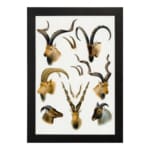 Vintage wall art of antelope and wild goat heads with curved horns in natural tones on a white background. hung on the wall