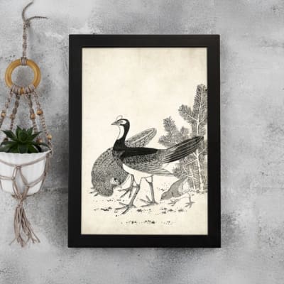 Black-and-white vintage peacock illustration with fine details in a classic artistic style, framed for elegant wall decor. displayed on the wall