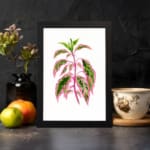 Botanical illustration of pink and green pointed leaves on a white background in vintage art style. displayed on the wall in a black frame