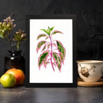 Botanical illustration of pink and green pointed leaves on a white background in vintage art style. displayed on the wall in a black frame