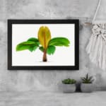 Vintage wall art of a banana plant with green and yellow leaves on a white background, framed in black for an elegant touch. displayed on the wall