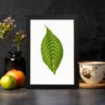 Infidu vintage wall art featuring a single bold green leaf with white veins on a white background and black frame. displayed on the wall in a black frame