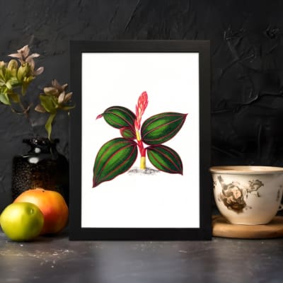 Infidu vintage wall art featuring a botanical design with dark green leaves, red veins, and a vibrant red flower bud against a white background. displayed on the wall art in a black frame