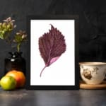 Detailed maroon leaf with pink base on white background, framed in black, vintage botanical wall art. displayed on the wall