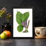 Vintage botanical wall art of green and purple-striped leaves on a white background. displayed on the wall in a black frame