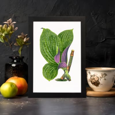 Vintage botanical wall art of green and purple-striped leaves on a white background. displayed on the wall in a black frame