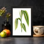 Vintage botanical wall art showing a cluster of long green leaves with cream stripes on a white background. displayed on the wall in a black frame