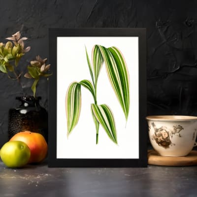 Vintage botanical wall art showing a cluster of long green leaves with cream stripes on a white background. displayed on the wall in a black frame