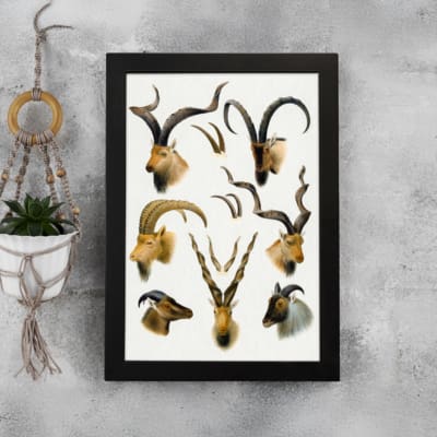 Vintage wall art of antelope and wild goat heads with curved horns in natural tones on a white background. displayed on the wall in a black frame