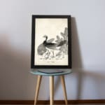 Black-and-white vintage peacock illustration with fine details in a classic artistic style, framed for elegant wall decor. displayed on the table
