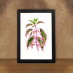 Botanical illustration of pink and green pointed leaves on a white background in vintage art style. displayed on the wall in a black frame