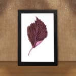 Detailed maroon leaf with pink base on white background, framed in black, vintage botanical wall art. displayed on the wall