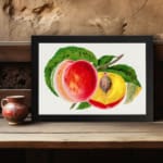 Infidu vintage wall art featuring a classic fruit illustration of a peach, showcasing a whole fruit and a sliced half with a seed, set against a white background with vibrant red, orange, and yellow hues. displayed on the wall art in a black frame