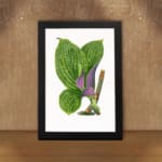Vintage botanical wall art of green and purple-striped leaves on a white background. displayed on the wall in a black frame