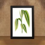 Vintage botanical wall art showing a cluster of long green leaves with cream stripes on a white background. displayed on the wall in a black frame