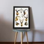 Vintage wall art of antelope and wild goat heads with curved horns in natural tones on a white background. displayed on the table in a black frame