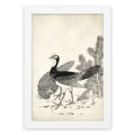 Black-and-white vintage peacock illustration with fine details in a classic artistic style, framed for elegant wall decor. hung on the wall