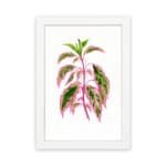 Botanical illustration of pink and green pointed leaves on a white background in vintage art style. hung on the wall