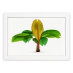 Vintage wall art of a banana plant with green and yellow leaves on a white background, framed in white for an elegant touch. hung on the wall