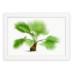 Vintage botanical wall art with a green palm plant, detailed leaves, and a brown base on a white background, framed in white for an elegant touch. hung on the wall