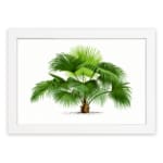 Vintage wall art with a green palm plant, detailed leaves, a white background, and a white frame for a classic and elegant look. hung on the wall
