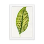 Vintage botanical wall art featuring a detailed green leaf with dark vein patterns on a white background, hung on the wall
