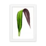Infidu vintage wall art featuring a unique two-tone leaf with deep purple and rich green hues against a plain white background. hung on the wall on a white background