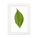 Infidu vintage wall art featuring a single bold green leaf with white veins on a white background and white frame. hung on the wall