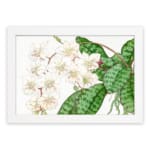 Vintage floral wall art with soft white flowers and green leaves on a white background, framed in white for a classic and elegant touch. hung on the wall