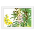 Vintage botanical wall art featuring yellow and purple flowers with green leaves on a white background, framed in white for a classic touch. hung on the wall.