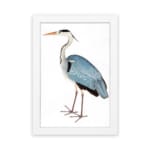 Vintage wall art of a graceful heron with blue and grey feathers on a white background, in a clean and minimalist style. hung on the wall