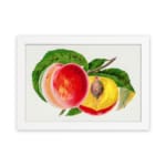 Infidu vintage wall art featuring a classic fruit illustration of a peach, showcasing a whole fruit and a sliced half with a seed, set against a white background with vibrant red, orange, and yellow hues. hung on the wall on a white background