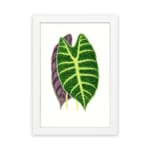 Twin leaf illustration in green and purple on white background, vintage botanical wall art hung on the wall