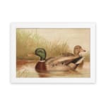 Infidu vintage wall art depicting two ducks swimming in a peaceful pond, surrounded by soft grass and gentle water waves, in calming green, brown, and beige tones. hung on the wall on a white background