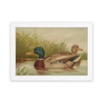 Vintage wall art of a peaceful duck pond scene with two ducks swimming, tall grass in the background, and soft earthy tones for a classic look hung on the wall